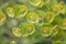 Mediterranean spurge Euphorbia characias subsp. wulfenii close-up flowers