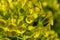 Mediterranean spurge flowers, Euphorbia characias