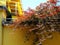 Mediterranean style decorative red leafed bush on top of yellow stucco fence wall.