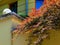 Mediterranean style decorative red leafed bush on top of yellow stucco fence wall.