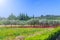 Mediterranean summer landscape. Olive tree plantation. Tradition