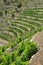 Mediterranean terraced vineyard, Liguria, Italy