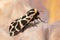 Mediterranean Tiger Moth