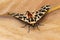 Mediterranean Tiger Moth