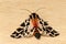 Mediterranean Tiger Moth