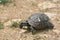 Mediterranean Tortoise on soil