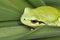 Mediterranean tree frog