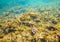 Mediterranean underwater fishes in reef