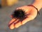 Mediterranean urchin in human hand