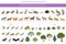 Mediterranean vegetation biome, natural region infographic. Terrestrial ecosystem world map. Animals, birds and vegetations design