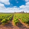 Mediterranean vineyards in Utiel Requena at Spain