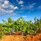 Mediterranean vineyards in Utiel Requena at Spain