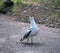 Mediterranean white seagull