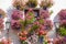 Mediterranean Window decorated Flowers and Lanterns, Spain, Eur