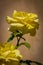 Mediterranean Yellow Rose Macro Closeup