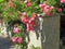 Mediterranian villa flowers roses brick wall wild plants summer trailing