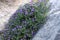 Mediterrenean thyme also known as thymbra capitata. Spicy flavoring for meal