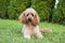 Medium apricot-colored poodle lying on the grass surrounded by greener.