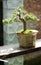 Medium bonsai the name is sakura tree