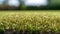 Medium Brown Artificial Lawn: Bokeh Panorama With Golden Light