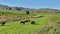 A medium circle shot of horses grazing on a pasture in South Africa