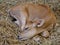 Medium close up of a brown fawn asleep on a bed of dried grass