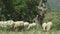 Medium close up, sheep grazing in mountain areas