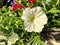 Medium close up of a white hybrid petunia flower in a garden