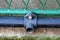 Medium density polyethylene MDPE alkathene pipe with mounted coupling in home garden used to transfer water to garden irrigation