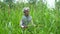 A medium footage of a farmer standing and inspecting young millet in a field with crops in foreground