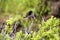 Medium Ground Finch  834250