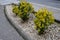 Medium-growing shrub, growing to a height of 2 m and approximately the same width. At first glance, this shrub will captivate you
