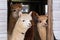 Medium horizontal of four cute cream or brown alpacas standing peeking curiously