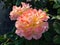 Medium large, flat quartered rosette of rich apricot flower of a English award-winner David Austin rose \\\'Port