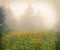 Medium rectangle banner size, Misty forest with yellow wild flowers in Virginia on Whitetop Mountain.