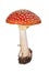 Medium red fly agaric on white