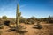 Medium saguaro cactus in desert landscape