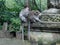 Medium shot of adult Money grooms another adult monkey in Monkey Sanctuary
