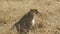 Medium shot of a female cheetah sitting on the ground in masai mara