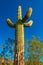 Medium shot, giant cactus Saguaro cactus Carnegiea gigantea against the blue sky, Arizona USA