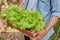 Medium Shot Left View Gardener Hold Lettuce in Long Plant Pot