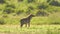 A medium shot of a Spotted Hyena feeding in the dense grass, captured during a scientific expedition in Tanzania