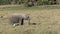 Medium shot of a young elephant at amboseli, kenya