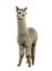 Medium silver grey alpaca - Lama pacos, isolated