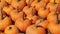 Medium size pumpkins