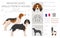 Medium sized Anglo-French hound clipart. Different poses, coat colors set