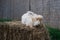 Medium sized Angora yellow fawn rabbit sitting on a haystack on a sunny day before Easter