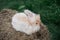 Medium sized Angora yellow fawn rabbit sitting on a haystack on a sunny day before Easter