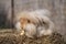 Medium sized Angora yellow fawn rabbit sitting on a haystack on a sunny day before Easter and eats something