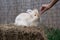 Medium sized Angora yellow fawn rabbit sitting on a haystack on a sunny day before Easter and a woman\'s hand treats him